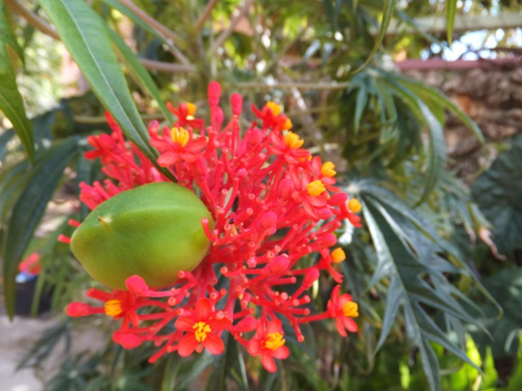 Pimento Lodge Resort Port Antonio Buitenkant foto
