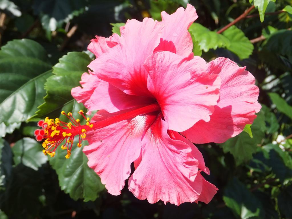 Pimento Lodge Resort Port Antonio Buitenkant foto