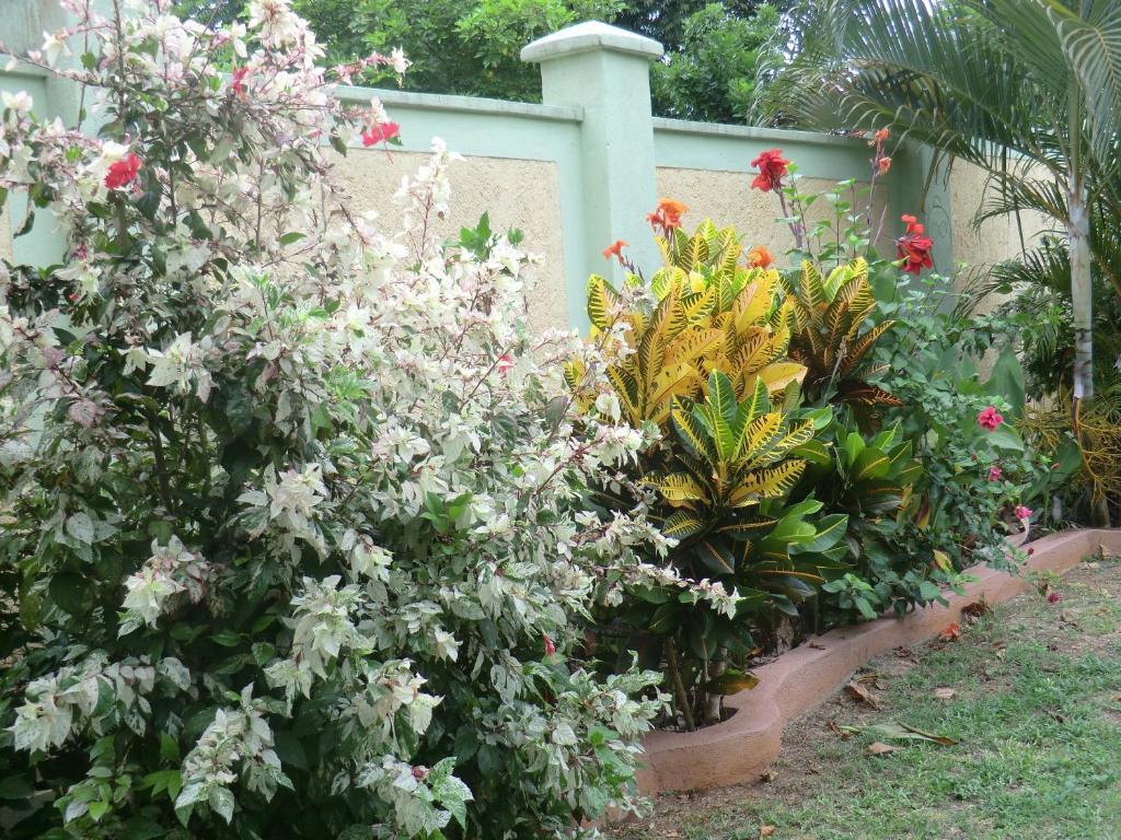 Pimento Lodge Resort Port Antonio Kamer foto