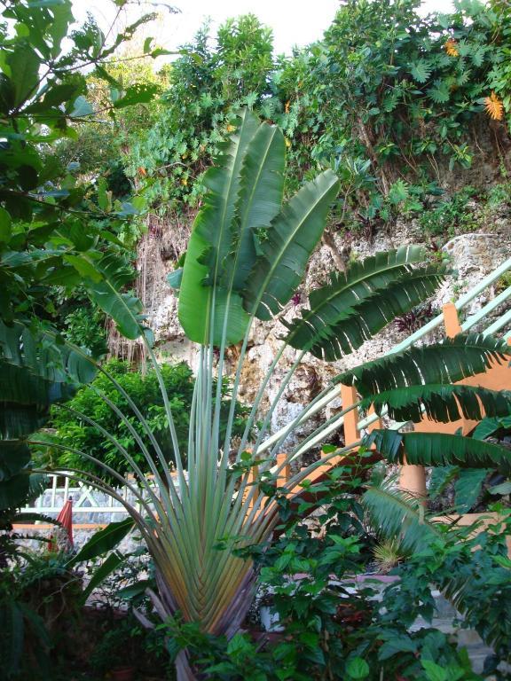 Pimento Lodge Resort Port Antonio Buitenkant foto